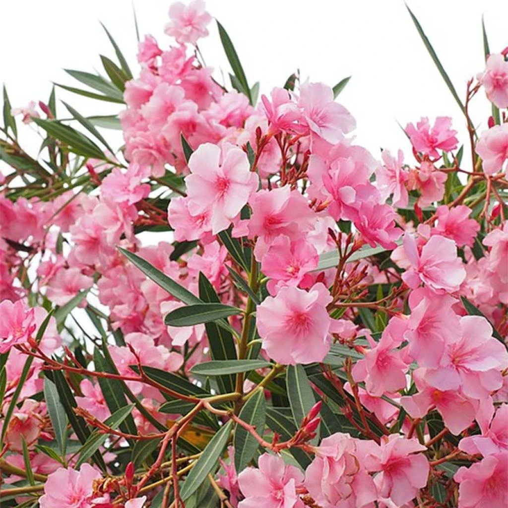 Laurier Rose - Nerium Oleander 3 Laurier Rose - Nerium Oleander