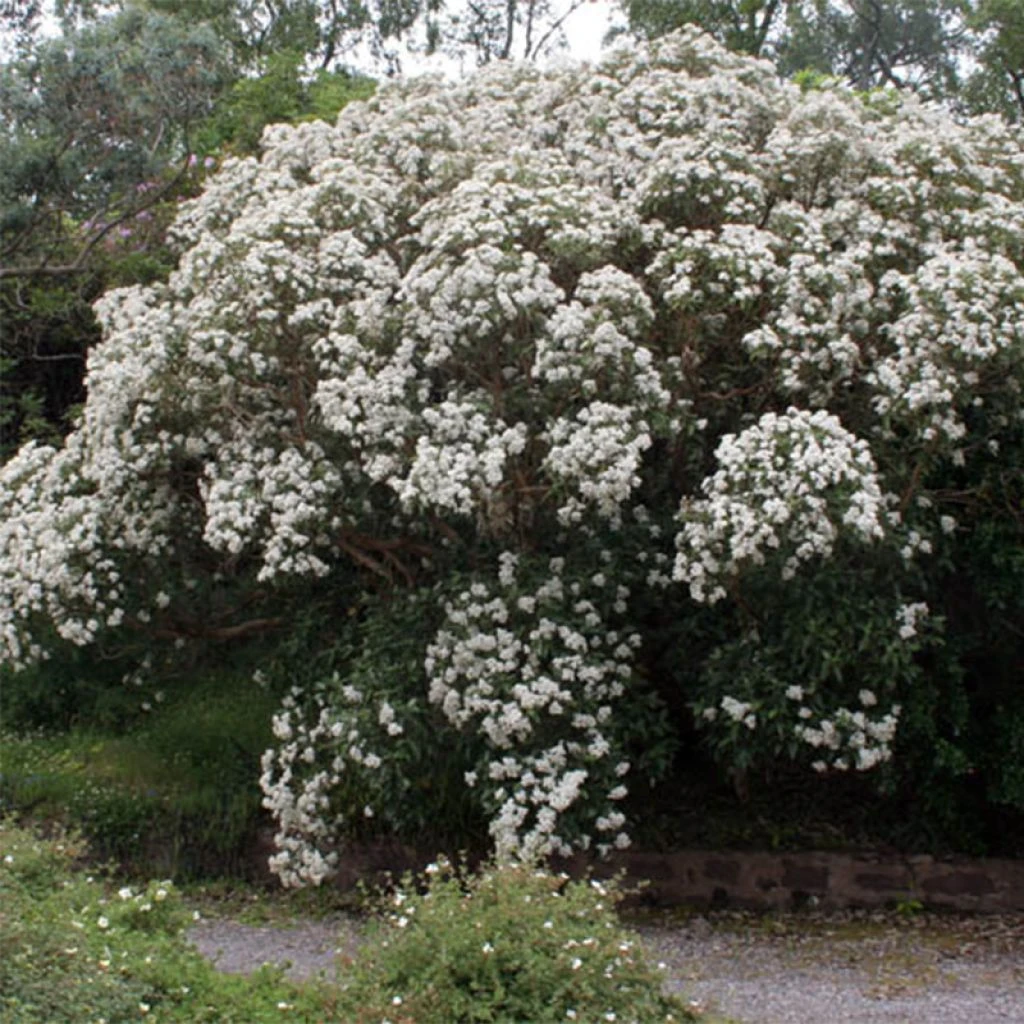 Olearia Macrodonta Major - Houx De Nouvelle-Zélande 3 Olearia Macrodonta Major - Houx De Nouvelle-Zélande