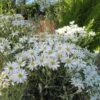 Olearia Scilloniensis 1 Olearia Scilloniensis -Fleurs & Plantes Soldes Boutique Olearia scilloniensis 83396 1