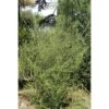 Olearia Virgata -Fleurs & Plantes Soldes Boutique Olearia virgata 83398 1 1