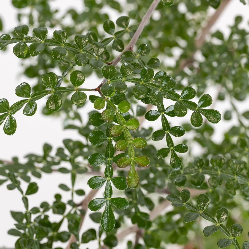 Operculicarya Decaryi - Faux-poivrier Du Japon 3 Operculicarya Decaryi - Faux-poivrier Du Japon