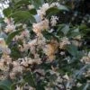 Osmanthus Fortunei - Osmanthe De Fortune -Fleurs & Plantes Soldes Boutique Osmanthus fortunei 87301 1