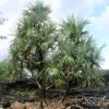 Pandanus Utilis - Vacoa 1 Pandanus Utilis - Vacoa -Fleurs & Plantes Soldes Boutique Pandanus utilis 89918 1