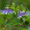 Passiflora Incarnata - Passiflore Officinale 1 Passiflora Incarnata - Passiflore Officinale -Fleurs & Plantes Soldes Boutique Passiflora incarnata 85078 1