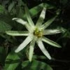 Passiflora Mucronata - Fleur De La Passion -Fleurs & Plantes Soldes Boutique Passiflora mucronata 87021 1