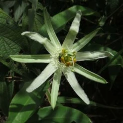 Passiflora Mucronata - Fleur De La Passion