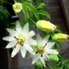 Passiflore Caerulea Constance Elliott - Fleur De La Passion Blanche -Fleurs & Plantes Soldes Boutique Passiflora caerulea constancee elliot hortulus ld 681319 1