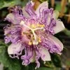 Passiflore Eia Popeia - Passiflora (x) Incarnata 2 Passiflore Eia Popeia - Passiflora (x) Incarnata -Fleurs & Plantes Soldes Boutique Passiflore Eia Poppeia IF 17377 1