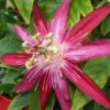 Passiflore Michael - Fleur De La Passion -Fleurs & Plantes Soldes Boutique Passiflore Michael 87020 1