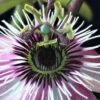 Passiflore - Passiflora Eden 1 Passiflore - Passiflora Eden -Fleurs & Plantes Soldes Boutique Passiflore Passiflora Eden copyright 1010991 1