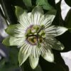 Passiflore - Passiflora White Lightening -Fleurs & Plantes Soldes Boutique Passiflore Passiflora White Lightening copyright 1009201 1