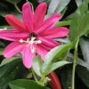 Passiflore - Passiflora (x) Exoniensis 1 Passiflore - Passiflora (x) Exoniensis -Fleurs & Plantes Soldes Boutique Passiflore Passiflora x exoniensis V 1011002 1