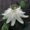 Passiflore Snow Queen - Fleur De La Passion -Fleurs & Plantes Soldes Boutique Passiflore Snow Queen 83653 1