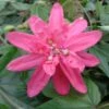 Passiflore Insignis Pink Passion - Fleur De La Passion -Fleurs & Plantes Soldes Boutique Passiflore insignis Pink Passion 681331 1