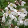 Philadelphus Dainty Lady - Seringat 2 Philadelphus Dainty Lady - Seringat -Fleurs & Plantes Soldes Boutique Philadelphus Dainty Lady 89455 1