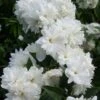 Seringat - Philadelphus Frosty Morn -Fleurs & Plantes Soldes Boutique Philadelphus Frosty Morn 84189 1