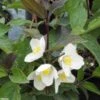 Seringat Des Jardins - Philadelphus Starbright -Fleurs & Plantes Soldes Boutique Philadelphus Starbright 9714 1