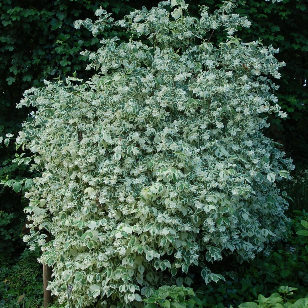 Seringat Des Jardins - Philadelphus Coronarius Variegatus 3 Seringat Des Jardins - Philadelphus Coronarius Variegatus