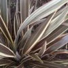 Phormium Alison Blackman - Lin De Nouvelle-Zélande -Fleurs & Plantes Soldes Boutique Phormium Alison Blackman 83415 1