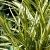Phormium Cream Delight - Lin Des Montagnes. -Fleurs & Plantes Soldes Boutique Phormium Cream Delight 83414 1
