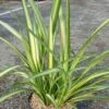 Phormium Golden Ray - Lin De Nouvelle-Zélande -Fleurs & Plantes Soldes Boutique Phormium Golden Ray 83419 1