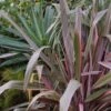 Phormium Pink Stripe - Lin De Nouvelle-Zélande