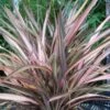 Phormium Rainbow Sunrise - Lin De Nouvelle-Zélande 2 Phormium Rainbow Sunrise - Lin De Nouvelle-Zélande -Fleurs & Plantes Soldes Boutique Phormium Rainbow Sunrise 85029 1