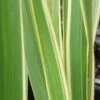 Phormium Cookianum Tricolor - Lin Des Montagnes -Fleurs & Plantes Soldes Boutique Phormium Tricolor 83432 1