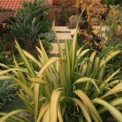 Phormium Tenax Yellow Wave - Lin De Nouvelle-Zélande