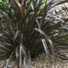 Phormium Cookianum Black Adder - Lin Des Montagnes. -Fleurs & Plantes Soldes Boutique Phormium cookianum Black adder 83417 1