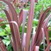 Phormium Tenax Evening Glow - Lin De Nouvelle-Zélande 2 Phormium Tenax Evening Glow - Lin De Nouvelle-Zélande -Fleurs & Plantes Soldes Boutique Phormium tenax Evening Glow 83430 1