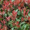 Photinia Little Red Robin -Fleurs & Plantes Soldes Boutique Photinia Fraseri Little Red Robin 781765 1