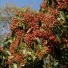 Photinia Beauverdiana Var. Notabilis -Fleurs & Plantes Soldes Boutique Photinia beauverdiana var notabilis 87148 1