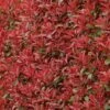 Photinia Fraseri Carré Rouge 2 Photinia Fraseri Carré Rouge -Fleurs & Plantes Soldes Boutique Photinia fraseri Carre Rouge 85708 1