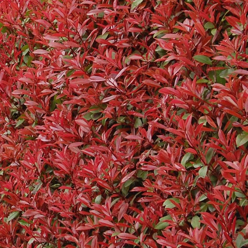 Photinia Fraseri Carré Rouge 3 Photinia Fraseri Carré Rouge