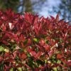 Photinia Fraseri Devil's Dream -Fleurs & Plantes Soldes Boutique Photinia fraseri Devil s Dream IF 17927 1