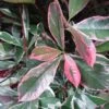 Photinia Fraseri Pink Marble 2 Photinia Fraseri Pink Marble -Fleurs & Plantes Soldes Boutique Photinia fraseri Pink Marble 7589 1
