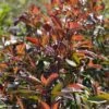 Photinia Fraseri Red Ballcoon -Fleurs & Plantes Soldes Boutique Photinia fraseri Red Ballcoon V 19040 1