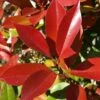 Photinia Fraseri Dynamo Red -Fleurs & Plantes Soldes Boutique Photinia x fraseri Dynamo Red copyright 1007591 1