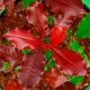 Photinia X Fraseri Magical Volcano 2 Photinia X Fraseri Magical Volcano -Fleurs & Plantes Soldes Boutique Photinia x fraseri Magical Volcano 100158 1