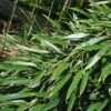 Phyllostachys Aureosulcata - Bambou Moyen -Fleurs & Plantes Soldes Boutique Phyllostachys aureosulcata Bambou moyen 84907 1