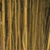 Phyllostachys Aureosulcata Spectabilis - Bambou Moyen 1 Phyllostachys Aureosulcata Spectabilis - Bambou Moyen -Fleurs & Plantes Soldes Boutique Phyllostachys aureosulcata Spectabilis 0584002 1