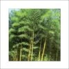 Phyllostachys Bambusoides Castillonis - Bambou Géant 2 Phyllostachys Bambusoides Castillonis - Bambou Géant -Fleurs & Plantes Soldes Boutique Phyllostachys bambusoides Castilloni 84908 1
