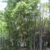 Phyllostachys Iridescens - Bambou Géant -Fleurs & Plantes Soldes Boutique Phyllostachys iridescens 84911 1