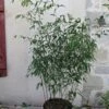 Phyllostachys Rubromarginata - Bambou Moyen -Fleurs & Plantes Soldes Boutique Phyllostachys rubromarginata 84914 1