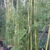 Phyllostachys Viridiglaucescens - Bambou Géant -Fleurs & Plantes Soldes Boutique Phyllostachys viridiglaucescens 84915 1