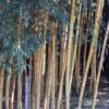 Phyllostachys Viridis Sulphurea - Bambou -Fleurs & Plantes Soldes Boutique Phyllostachys viridis Sulphurea 84916 1