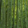 Phyllostachys Vivax MacClure (type) - Bambou Géant 1 Phyllostachys Vivax MacClure (type) - Bambou Géant -Fleurs & Plantes Soldes Boutique Phyllostachys vivax MacClure 85247 1