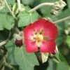 Phymosia Umbellata 1 Phymosia Umbellata -Fleurs & Plantes Soldes Boutique Phymosia umbellata 85303 1