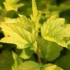 Physocarpus Opulifolius Angel Gold - Physocarpe -Fleurs & Plantes Soldes Boutique Physocarpus opulifolius Angel Gold 84201 5